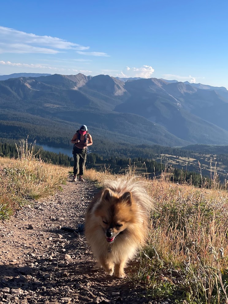 Griz, a fluffy Pomeranian, leading the way on a Colorado mountain trail